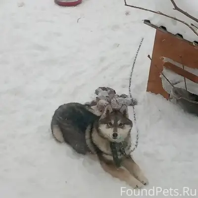Пропала собака Альма, район Пржевальского