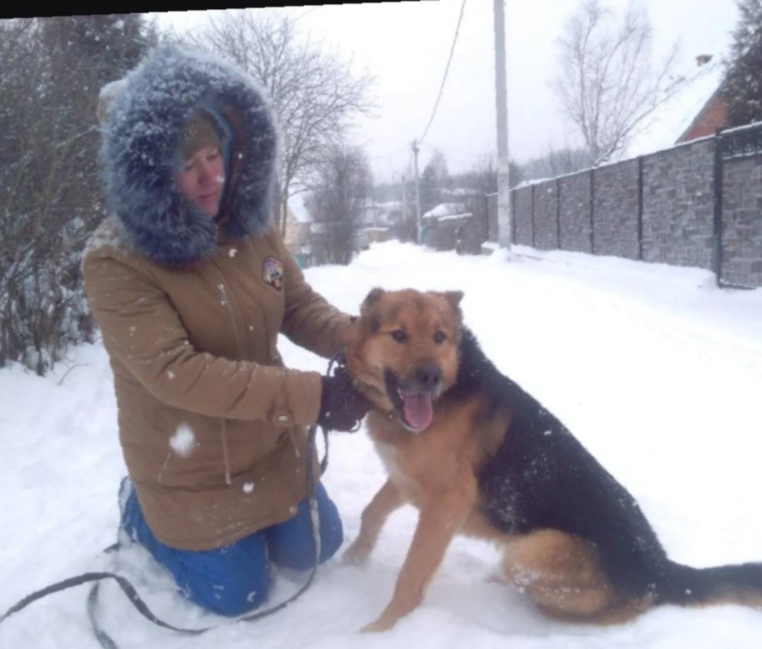 Пропал пёс, Флора-2, гостилицкое шоссе