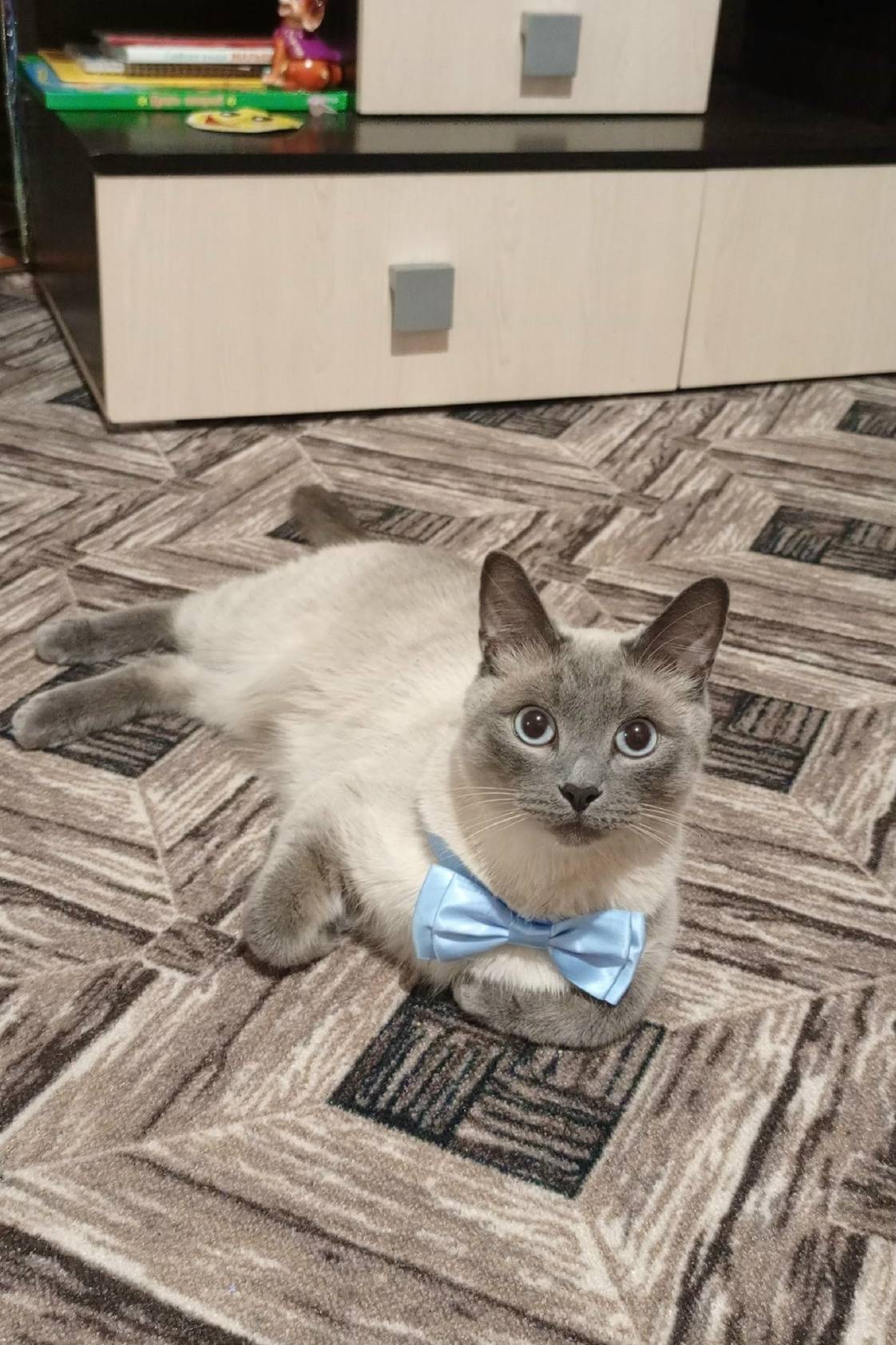 Пропал кот, Сосновка