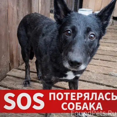 Пропала собака Чапа, район Суханово