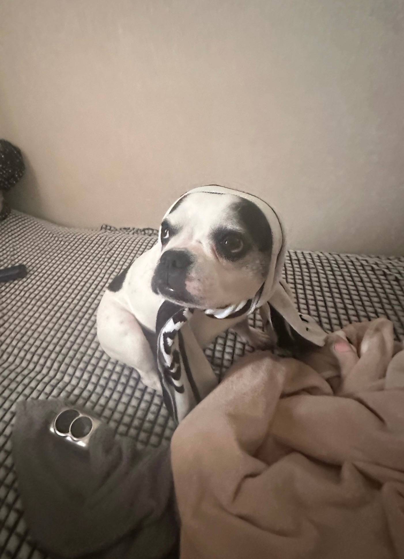 Пропала собака Мери