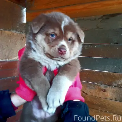 Найдены щенки, около 1,5 месяцев, шоколадного окраса