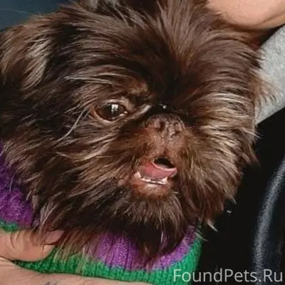 Пропала собака Дара, район третьей больницы