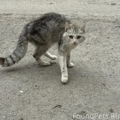 Найдена кошка, предположительно домашний питомец, ВГД
