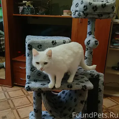 Пропал кот Саймон, улица 9 Мая