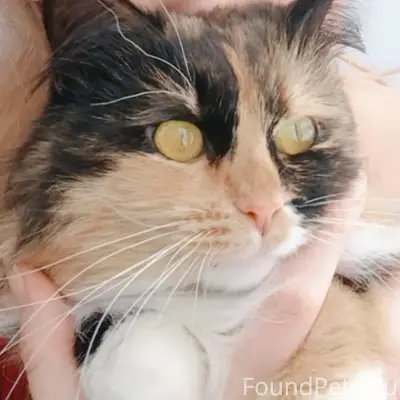 Пропала кошка, Торфяной