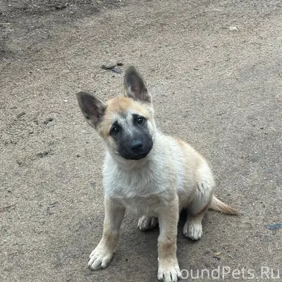 Найден щенок, очесные сооружения