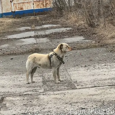 Найден пёс, район Песчанки, Красноярск