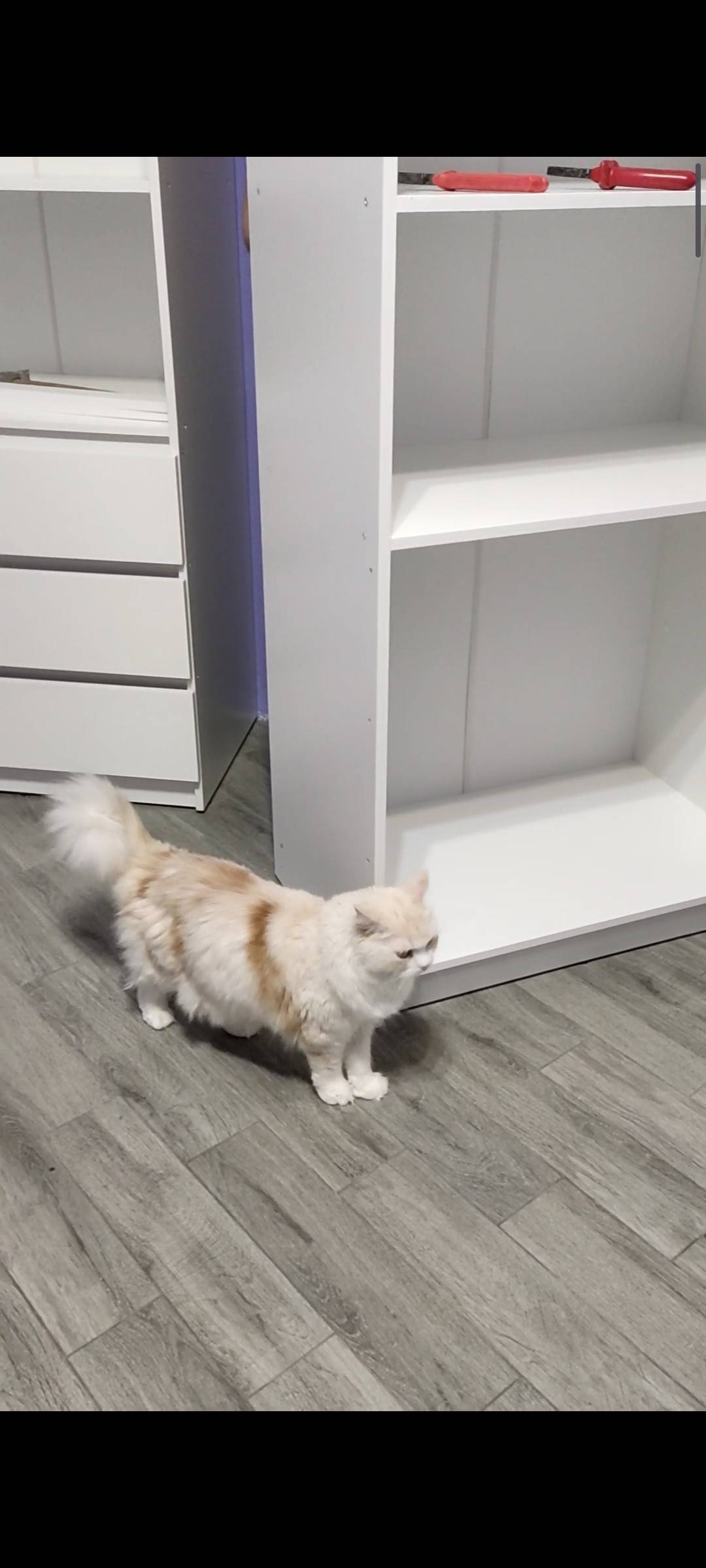 Пропала кошка, район В-у, В-16