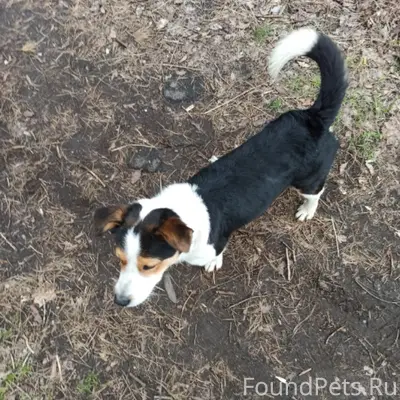 Пропал пёс, район храма, парк нлмк