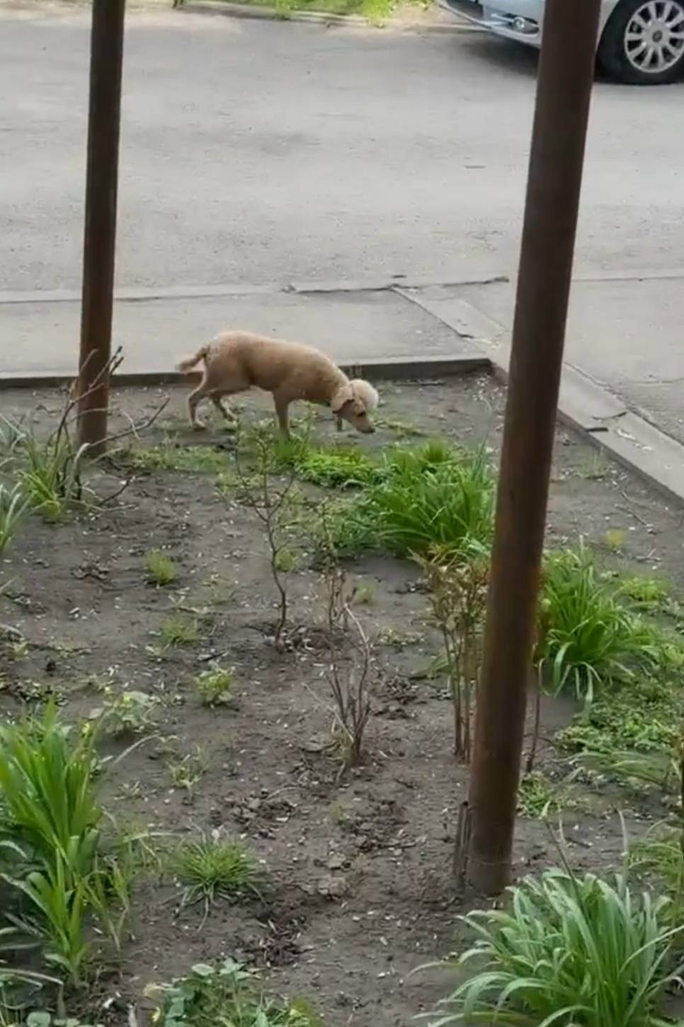 Пропала собака (пудель), Пмк