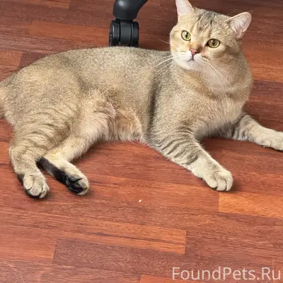 Пропал шотландский кот Ларс, Димитрова 11Б