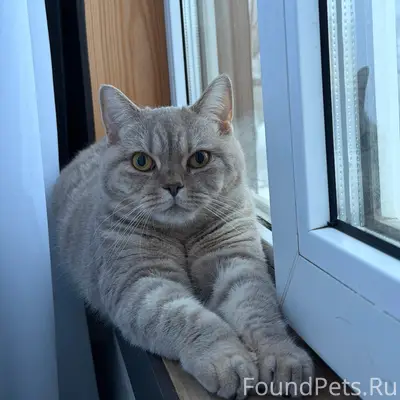 Пропала кошка Моня, Конаково
