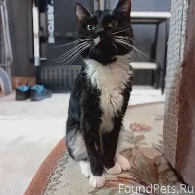 Найден кот, Пасынково