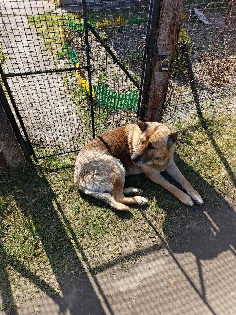 Найден тип собака, СНТ «Рассвет»