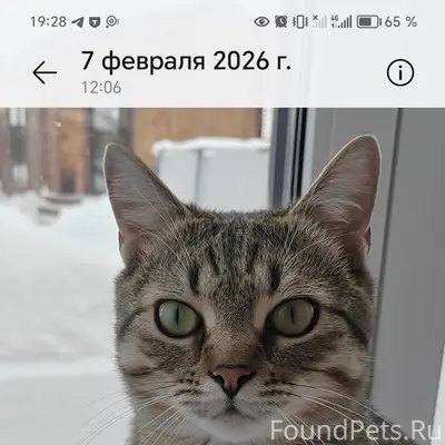 Пропал котик, может находиться на Университетском