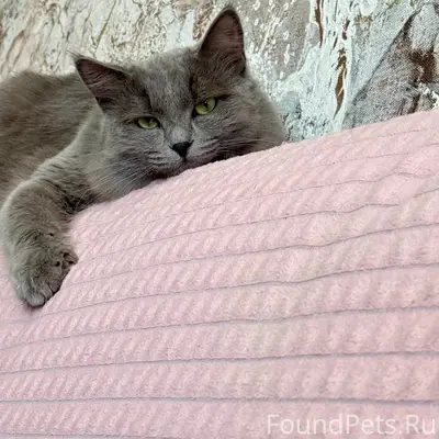 Пропал кот Микки, Первомайская 11