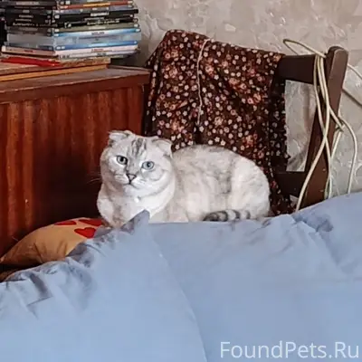 Пропала кошка Буся, ул. Чкалова