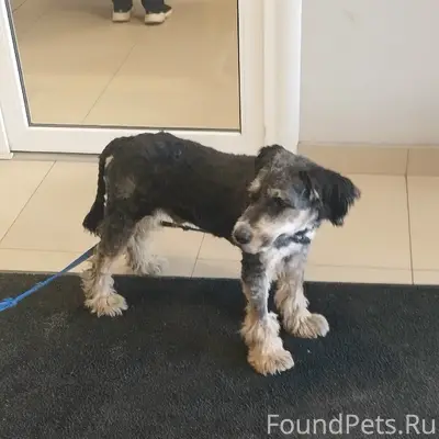 Найден пёс, ТЦ Весна