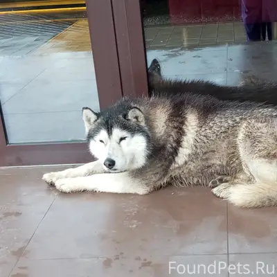 Пропал пёс, ЖК Сердце Каспия