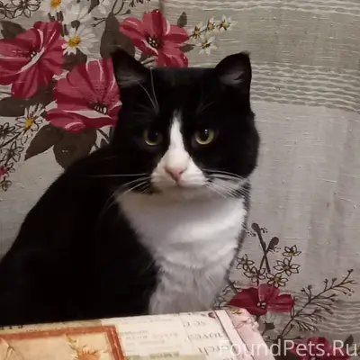 Пропал кот Шмыга, район Набережной, Ленинградской