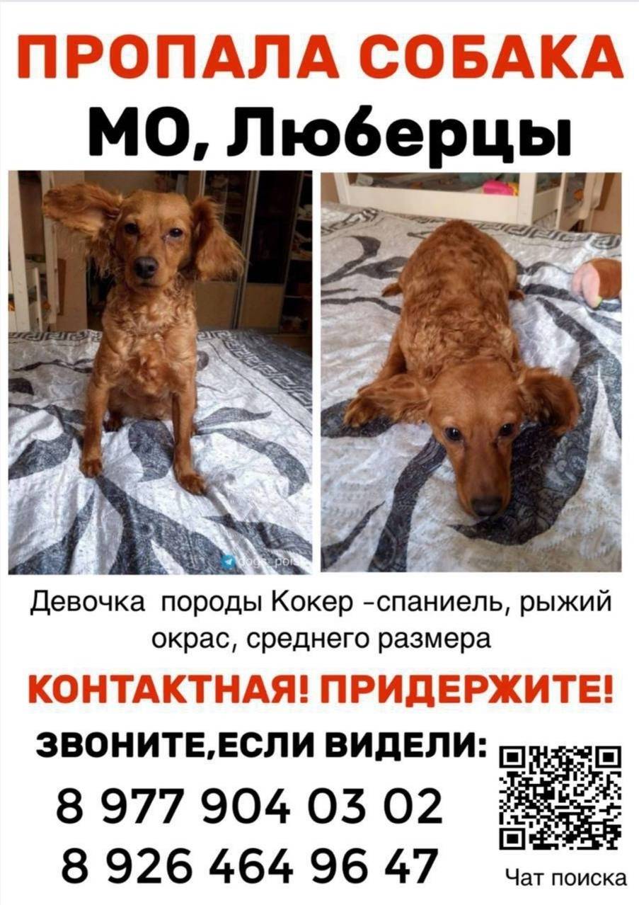 Пропала собака, Люберцы