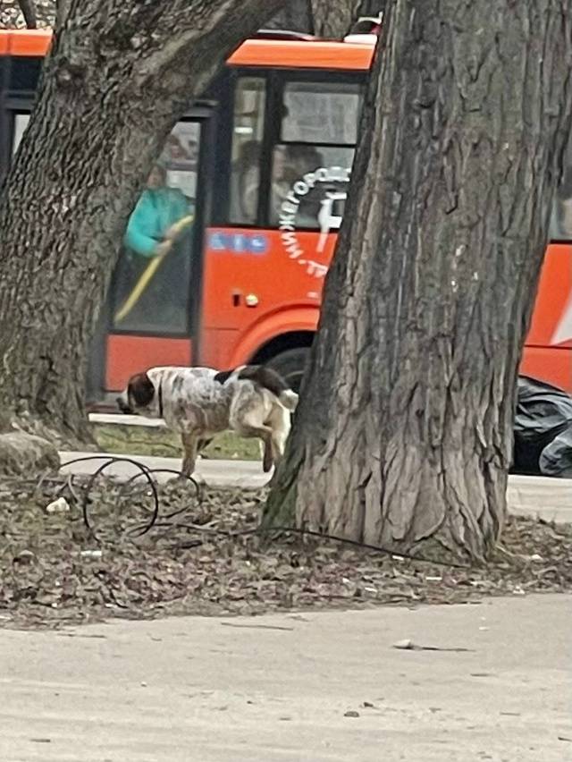 Найден пёс, Июльские дни