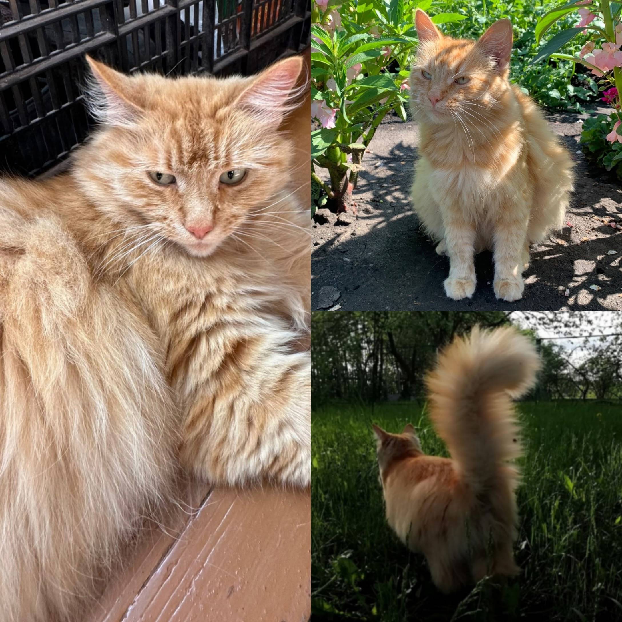 Пропала рыжая кошка, Пирогово