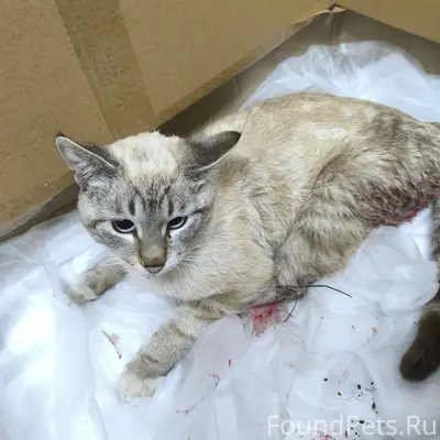 Найден кот, район санатория «Радон»