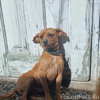 Пропал пёс, район Кривой-Широкой