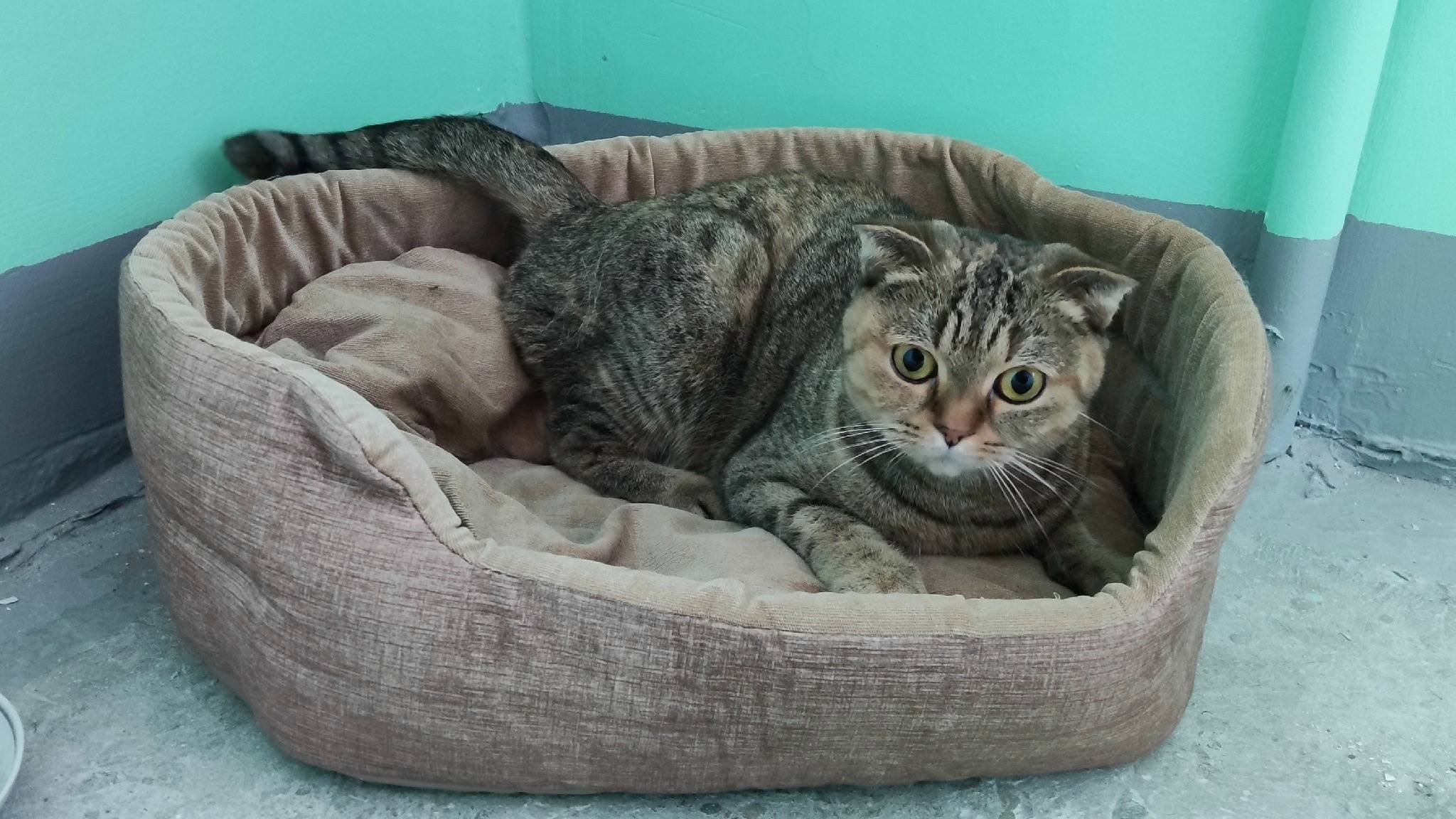 Найдена кошка, Автозаводский район