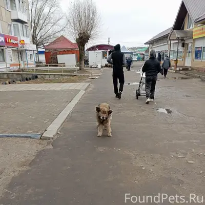 Найден старый пёс с ошейником