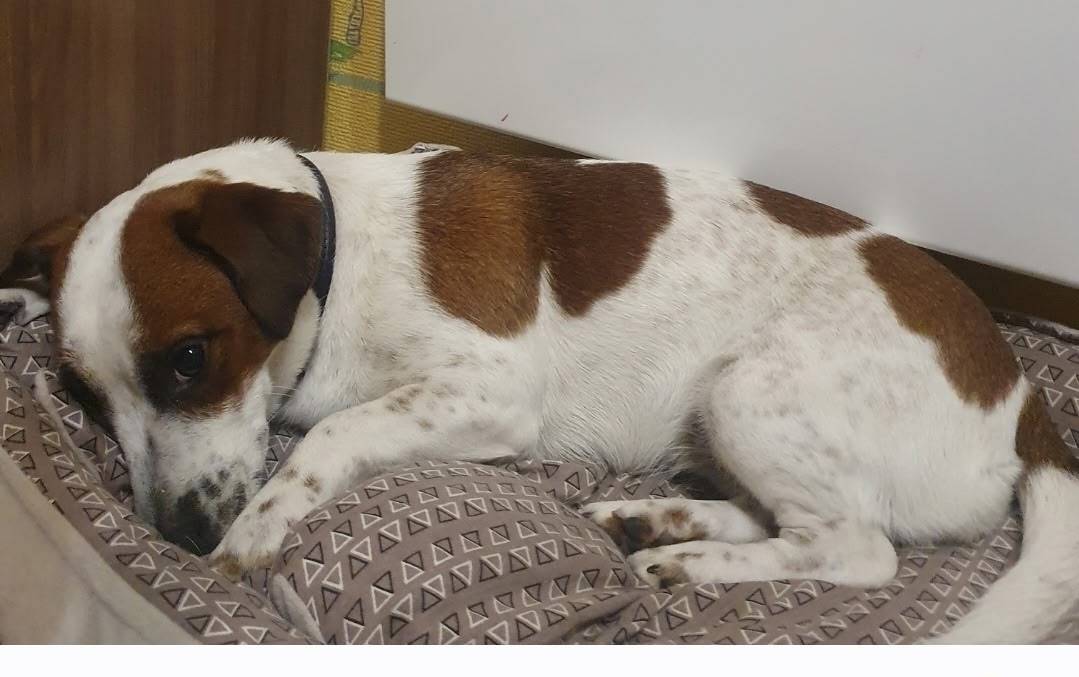 Пропала девочка джек рассел Стэфания, село Ушаки