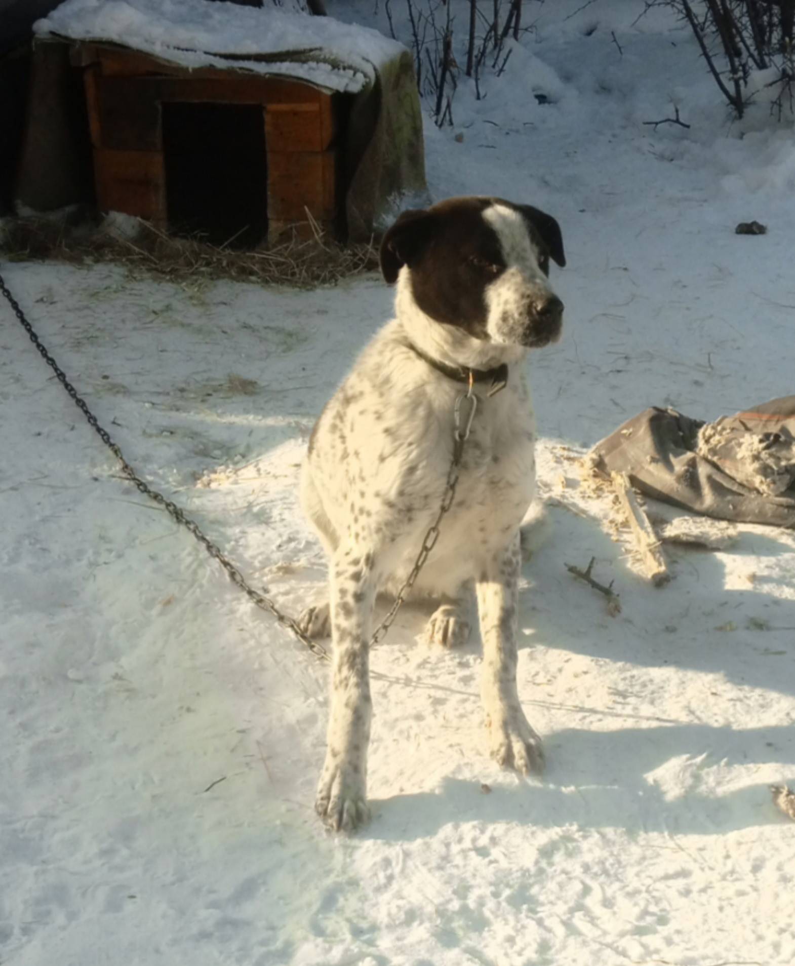 Пропала собака, с. Поселье