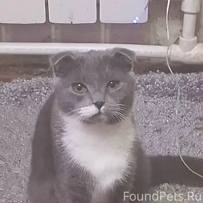 Пропала кошка, Мельникова 204-206