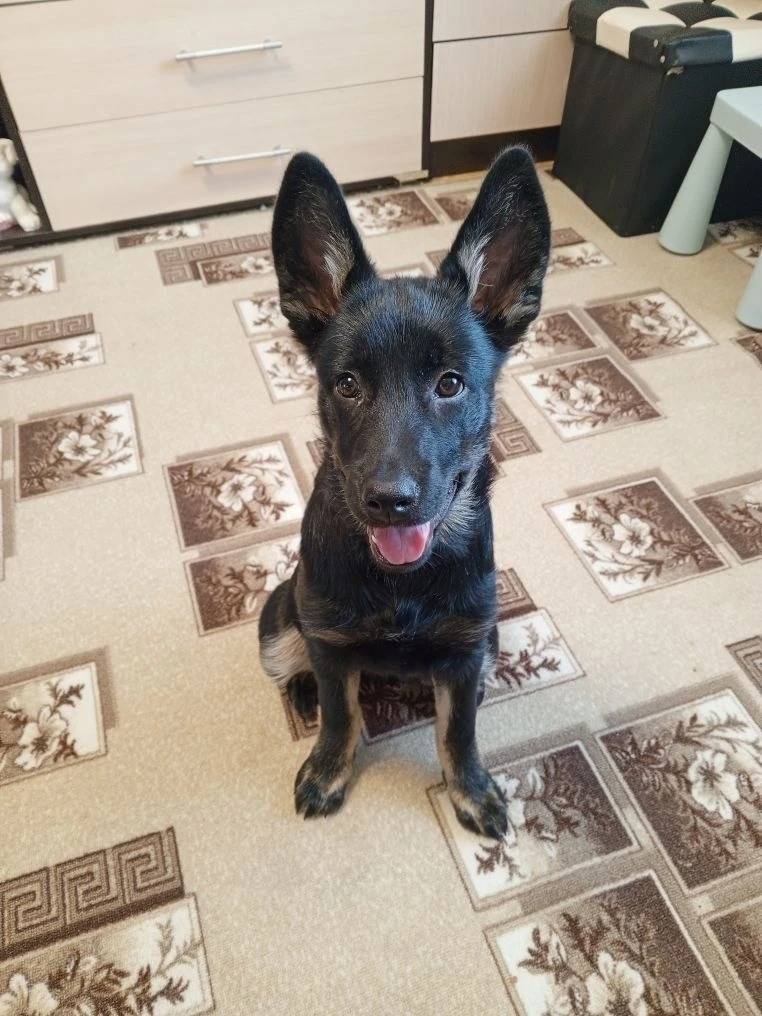 Пропала собака Грета, улица 9 Января