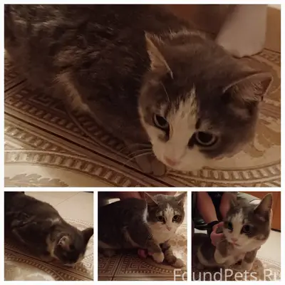 Найдена кошка, г. Красноярск, ул. Чернышевского