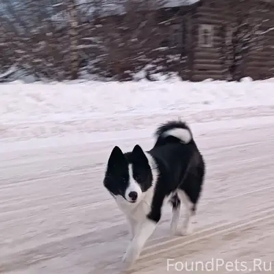 Пропали лайки, могут быть в Климушино, Боровина, Теребино