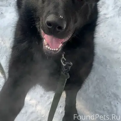 Пропала черная овчарка, Абашево, Новобайдаевка