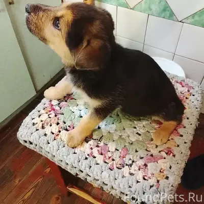 Найден щенок, в районе девятиэтажки