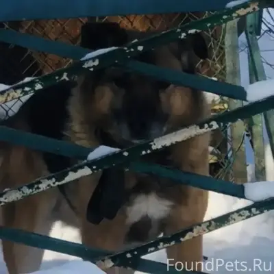 Пропала собака