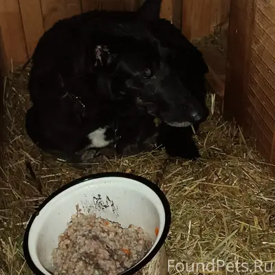 Пропала собака, район Суханово