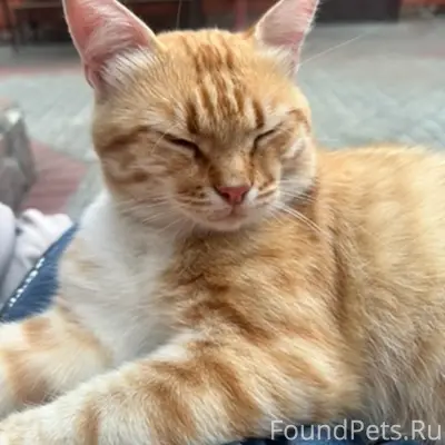 Пропал рыжий кот, район Советской и Смольянинова