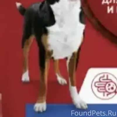 Пропала собака, Курск, остановка Черняховского