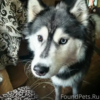 Пропала хаски Кокса, Казань