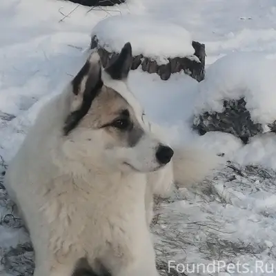 Пропал пёс лайка Саян