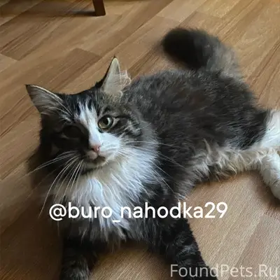 Пропал кот Кусь, Сульфат