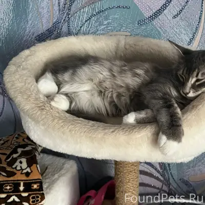 Пропал котёнок, район Старая Южа