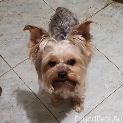 Пропал йоркширский терьер Тёма, ст Рыбак 1-А