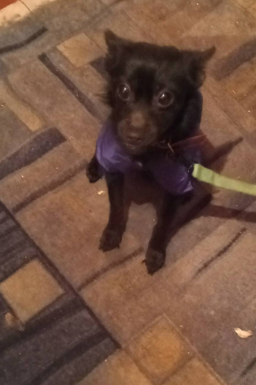 Пропал метис немецкого шпица и чихуахуа Арчи, Башаринск